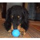 BRUNO, Pflegestelle Niederösterreich, lieb, treu, aktiv: Rauhhaardackel-Terrier Mix - Rüde