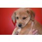 BRUNO, Pflegestelle Wien, Beaglemix Welpen - Rüde
