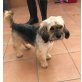 BRUNO, Yorki-Mix - Rüde