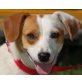 BRYDE - Pflegestelle Burgenland, Jack - Russel - Mix - Rüde