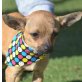 BRÖSEL - Linares, Chihuahua - unkastriert Welpen - Rüde