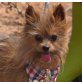 BRÖSEL - kastriert, Yorkshire-Terrier-/Pommeraner-Mischling - Rüde