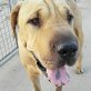 BUBA... SHAR PEI LEIDET - über 100 Zecken! - Hündin