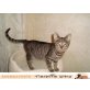 BUBBLES, Tierschutz - Katze