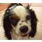 BUBI, Cavalier King Charles Spaniel - Rüde