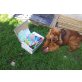 BUBI!!, Englischer Cockerspaniel - Rüde