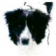 BUBU 3, Pflegestelle Wien, Border Collie-Mix - Rüde