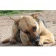 BUBU, Schäferhund-Mix - Rüde