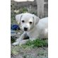 BUBU, herziger, kleiner Chihuahua-Mischling Welpen - Rüde