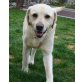 BUDDY, Labrador Retriever - Rüde