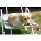 BUDDY, Labrador Retriever - Rüde