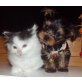 BUDDY SUCHT LIEBEVOLLES ZUHAUSE!!, Yorkshire Terrier Welpen - Rüde