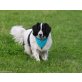 BUDDY, Sheltie - Spitz Mischlingsrüde - Rüde