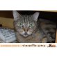 BUDDY, Tierschutz - Kater