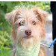 BUDDY - Ubeda, Terrier-Mischling, kastriert Welpen - Rüde
