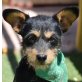 BUDDY - kastriert, Terrier Mischling Welpen - Rüde