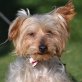 BUDY - Linares, Yorkshire-Terrier, kastriert - Rüde