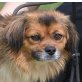 BUFFY - Linares, Tibet-Spaniel-Mischling, kastriert - Rüde
