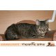 BUFFY, Tierschutz - Katze