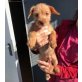 BUGSY, Toller Mix Welpen - Hündin