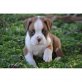 BULLMASTIFF, Bullmastiff - Rüde