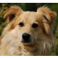 BUMO, Pflegestelle Wien, menschenbezogener BORDERCOLLI-SPITZ-Mix - Rüde