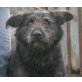 BUNIA Rubensdame mit Herz, Schnauzer Mix - Hündin