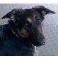 BUNNY Olivia, Pflegestelle Tirol, traumhaft liebe, brave Schäfermix - Hündin