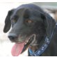 BURSCHI, Pflegestelle Niederösterreich, Traumhund! Schöner Pinscher/Jagdhundmix - Rüde