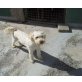 BUSTER, Pudel-Terrier-Mix - Rüde
