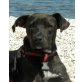 BYROS 'Johnny', Pflegestelle Niederösterreich, Safforshireterrier-Mix - Rüde