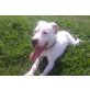 Baba, Dogo Argentino - Rüde