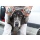 Babacca, Basset Mix - Hündin