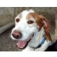 Babe, Beagle-Mix - Rüde