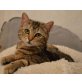 Babe, Europäische Kurzhaarkatze - Katze