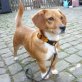 Babette, Dackel-Mix - Hündin