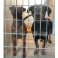 Babette, Dackel-Ung. Bracke-Mix + Pinscher Mix - Hündin
