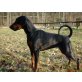 Babette, Dobermann - Hündin