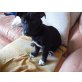 Babo, Jack Russel- Mops Welpen - Rüde