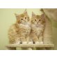 Babs und Bobi, Maine Coon - Katze