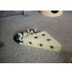 Babsi, EKH Hauskatze - Katze