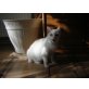 Babsi, Hl.Birma/Thai - Katze