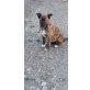 Babsi geb. 12/2019 sucht ihre Familie Welpen - Hündin