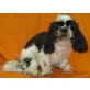 Baby Cheyenne, Shih Tzu - Hündin