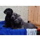 Baby, Deutsche Dogge Welpen - Hündin