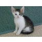Baby, Europäische Kurzhaarkatze - Kater