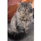 Baby, Hauskatze - Katze