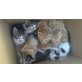 Baby-Hauskatzen - Kater
