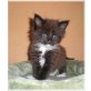 Baby Jackpot, Maine Coon - Kater