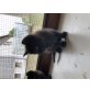 Baby  - Kater